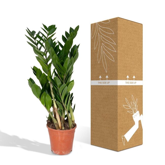 Zamioculcas Zamiifolia kamerplant 70 cm potmaat 17 cm