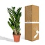 Zamioculcas Zamiifolia houseplant 70 cm pot size 17 cm