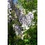 Wisteria sinensis Caroline plant set 2 plants 65 cm pot size 15 cm