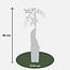 Wisteria sinensis Caroline plant set 2 plants 65 cm pot size 15 cm