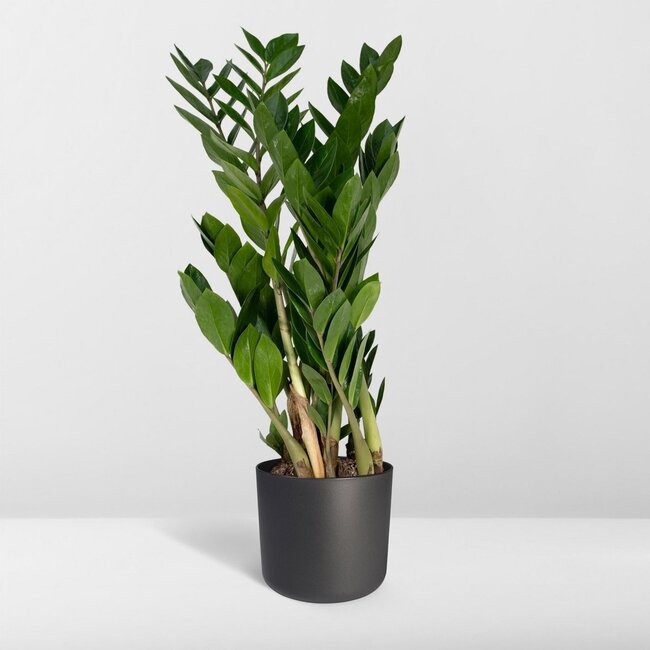 Zamioculcas Zamiifolia kamerplant 70 cm potmaat 17 cm