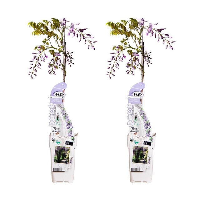 Wisteria sinensis Caroline plantenset 2 stuks 65 cm potmaat 15 cm