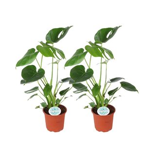 Koning Bamboe Monstera Deliciosa plant set 2 plants 45 cm