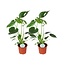 Monstera Deliciosa plantenset 2 stuks 45 cm potmaat 14 cm