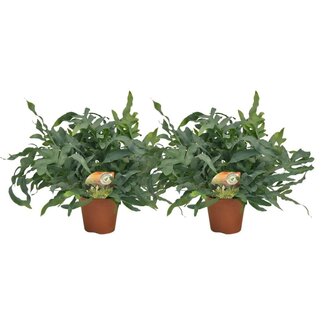 Koning Bamboe Phlebodium Blue Star plant set 2 plants 60 cm