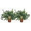 Phlebodium Blue Star plantenset 2 stuks 60 cm potmaat 17 cm