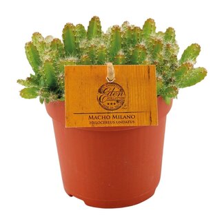 Koning Bamboe Hylocereus Undatus kamerplant 15 cm