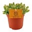 Hylocereus Undatus houseplant 15 cm pot size 10.5 cm