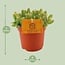 Hylocereus Undatus houseplant 15 cm pot size 10.5 cm