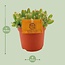 Hylocereus Undatus kamerplant 15 cm potmaat 10.5 cm