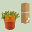 Hylocereus Undatus kamerplant 15 cm potmaat 10.5 cm