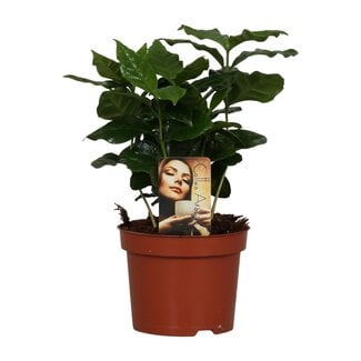 Koning Bamboe Coffea Arabica houseplant 25 cm