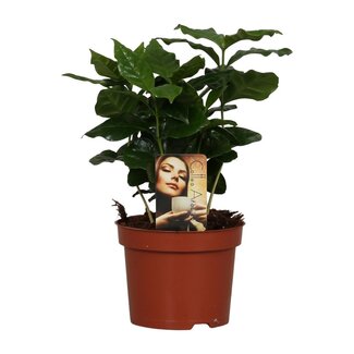 Koning Bamboe Coffea Arabica kamerplant 25 cm