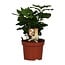 Coffea Arabica houseplant 25 cm pot size 12 cm