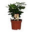 Coffea Arabica kamerplant 25 cm potmaat 12 cm