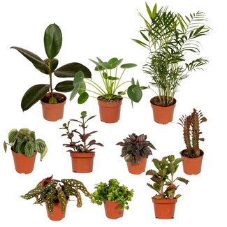 Koning Bamboe Outsider box plant set 10 plants 30 cm