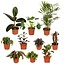 Outsider box plant set 10 plants 30 cm pot size 12 cm