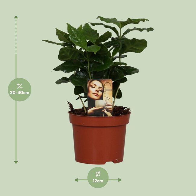Coffea Arabica houseplant 25 cm pot size 12 cm