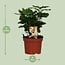 Coffea Arabica houseplant 25 cm pot size 12 cm