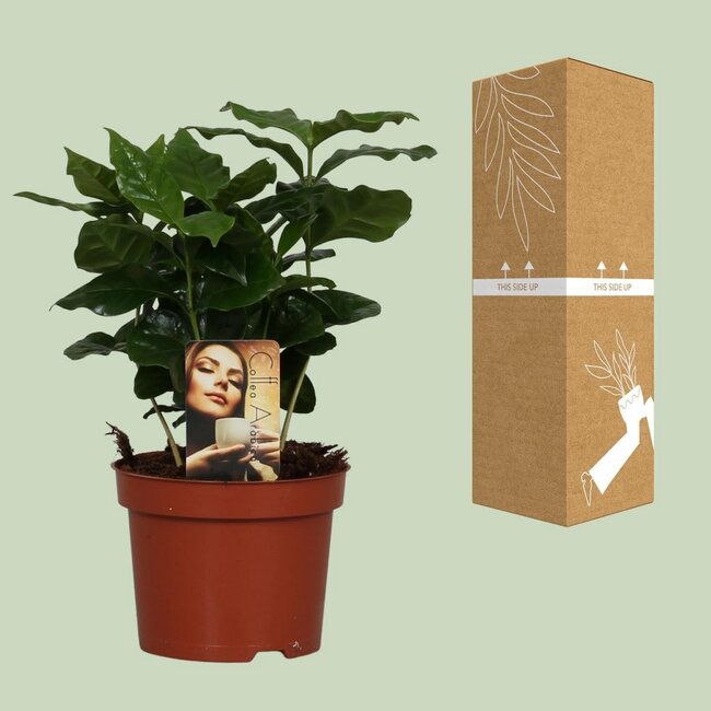 Coffea Arabica houseplant 25 cm pot size 12 cm
