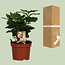 Coffea Arabica kamerplant 25 cm potmaat 12 cm