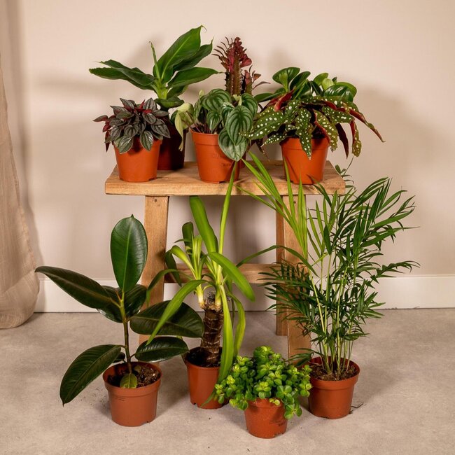 Buitenbeentjesbox plantenset 10 stuks 30 cm potmaat 12 cm