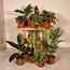 Buitenbeentjesbox plantenset 10 stuks 30 cm potmaat 12 cm