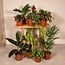 Outsider box plant set 10 plants 30 cm pot size 12 cm
