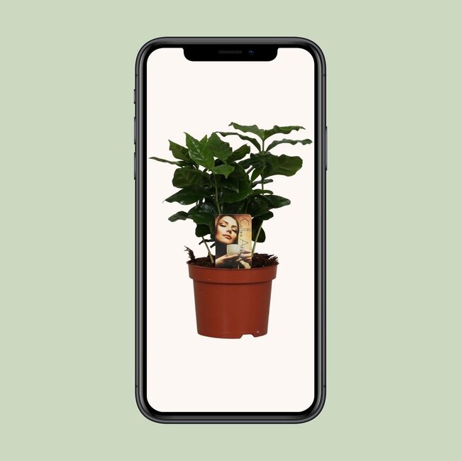 Coffea Arabica kamerplant 25 cm potmaat 12 cm