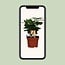 Coffea Arabica houseplant 25 cm pot size 12 cm