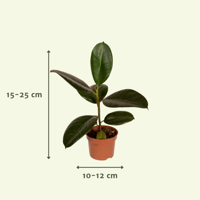 Überraschungsbox Pflanzenset 10 Stück 30 cm Topfmaß 12 cm
