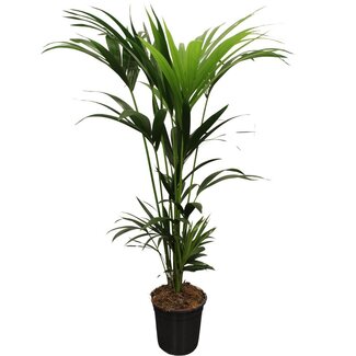 Koning Bamboe Howea Forsteriana (Kentia) 5 Pit 120 kamerplant 120 cm