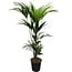 Howea Forsteriana (Kentia) 5 Pit 120 kamerplant 120 cm potmaat 21 cm
