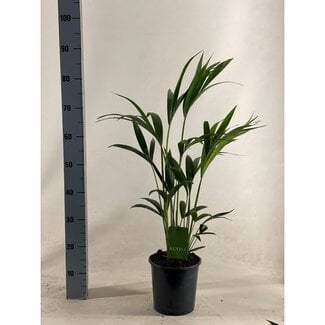 Koning Bamboe Howea Forsteriana houseplant 90 cm