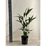 Howea Forsteriana kamerplant 90 cm potmaat 19 cm