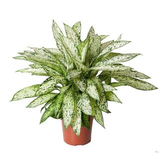 Koning Bamboe Dieffenbachia Vesuvius kamerplant 80 cm