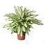 Dieffenbachia Vesuvius kamerplant 80 cm potmaat 27 cm