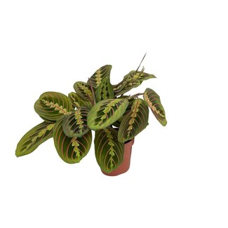 Koning Bamboe Maranta Fascinator (Arrowroot) kamerplant 20 cm