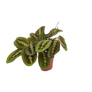 Koning Bamboe Maranta Fascinator (Arrowroot) Zimmerpflanze 20 cm