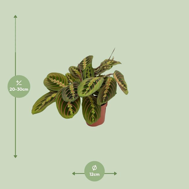 Maranta Fascinator (Arrowroot) houseplant 20 cm pot size 12 cm