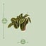 Maranta Fascinator (Arrowroot) houseplant 20 cm pot size 12 cm
