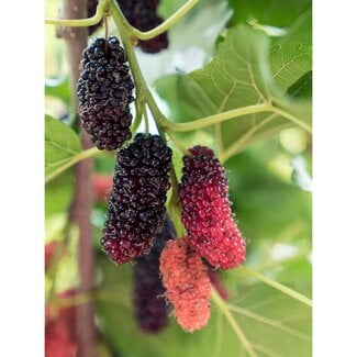 Koning Bamboe Morus nigra Mulle Gartenpflanze 45 cm