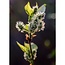 Morus nigra Mulle garden plant 45 cm pot size 13 cm