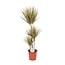 Dracaena Bicolor kamerplant 115 cm potmaat 24 cm