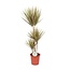 Dracaena Bicolor kamerplant 115 cm potmaat 24 cm