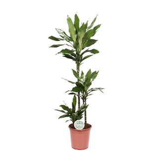 Koning Bamboe Dracaena Janet Lind kamerplant 130 cm
