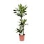 Dracaena Janet Lind houseplant 130 cm pot size 24 cm