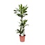 Dracaena Janet Lind kamerplant 130 cm potmaat 24 cm