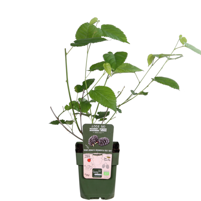 Morus nigra Mulle garden plant 45 cm pot size 13 cm