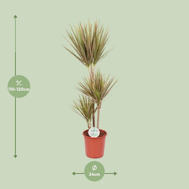 Dracaena Bicolor kamerplant 115 cm potmaat 24 cm